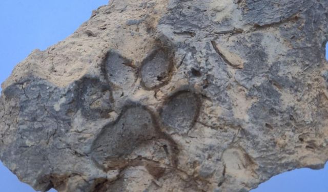 Tavşanlı Höyük’te 4 bin yıllık köpek pati izleri ortaya çıkarıldı