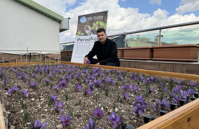 Ülkü Ocakları’ndan anlamlı proje: Terasta safran üretimi başarısı