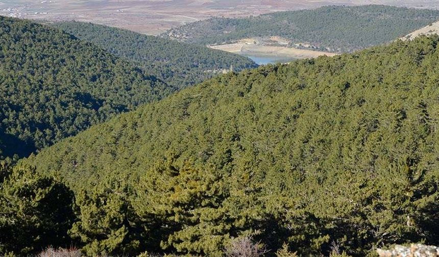 Sakarya'da ormanlık alanlara girişler ve yanıcı madde satışı yasaklandı
