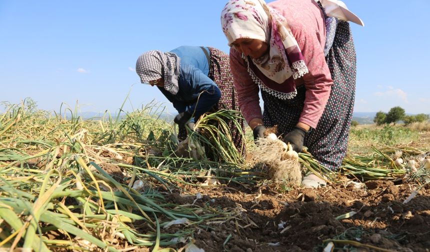 Kastamonu'da sarımsak mesaisi
