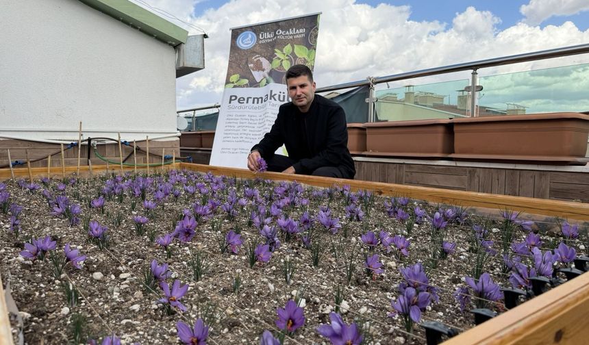 Ülkü Ocakları’ndan anlamlı proje: Terasta safran üretimi başarısı