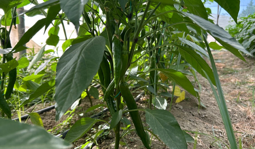 Türkiye’nin en acı biberi için hasat zamanı başladı