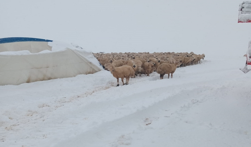 Karaeski Yaylası’nda kar çadırı bastı: 8 koyun telef oldu
