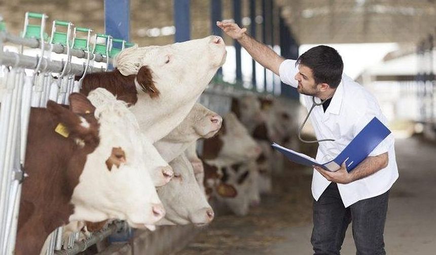 Şap hastalığı karantinası: 21 mahallede hayvancılık durduruldu