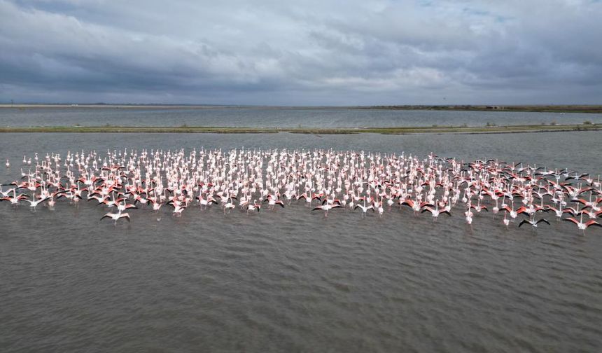 Gala Gölü binlerce  göçmen kuşunun vazgeçilmez durağı
