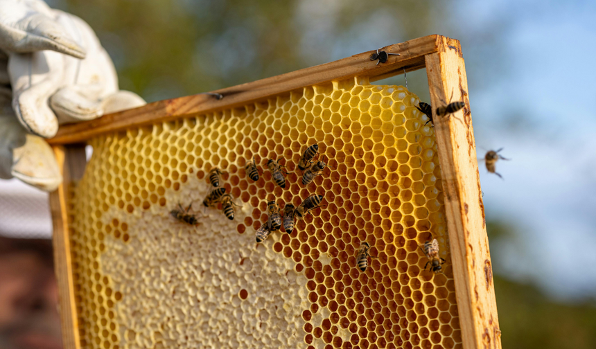 Uzmanı uyardı: Yanlış arı seçimi koloniyi bitiriyor