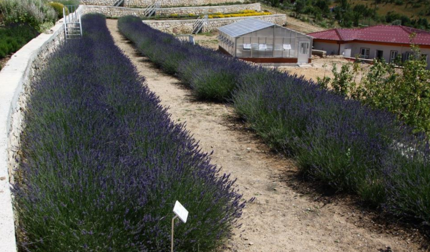 Türkiye’nin en zengin tıbbi bitki merkezi Eskişehir'de