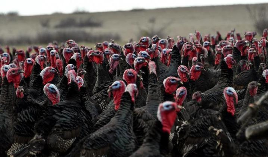 Yılbaşı öncesi hindi satışları arttı; dişi hindi daha çok tercih ediliyor