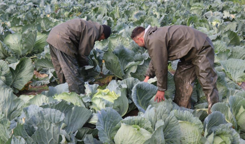 Sakarya’da lahana hasadı başladı