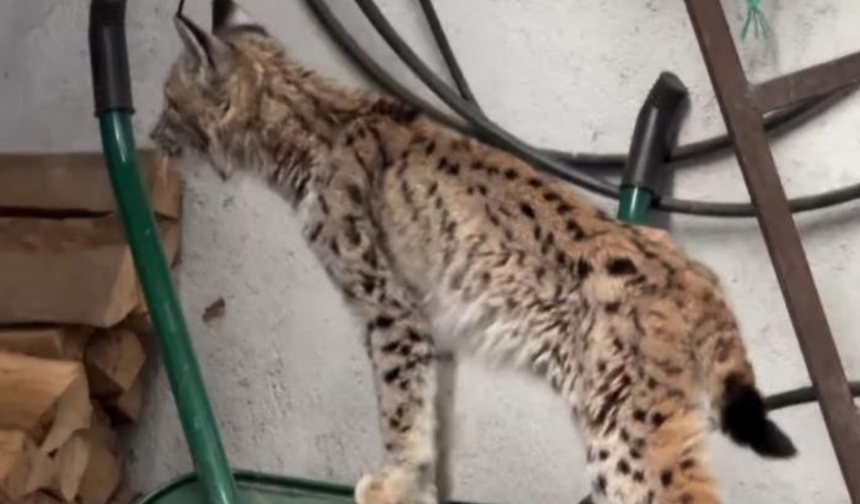 Torul’da vaşak paniği: Yaban hayatı ilçe merkezine indi