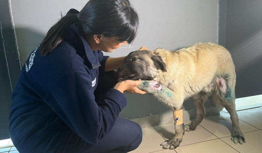 Kamyonete bağlanarak sürüklenen köpek kurtarıldı: Ciddi iç kanama riski var
