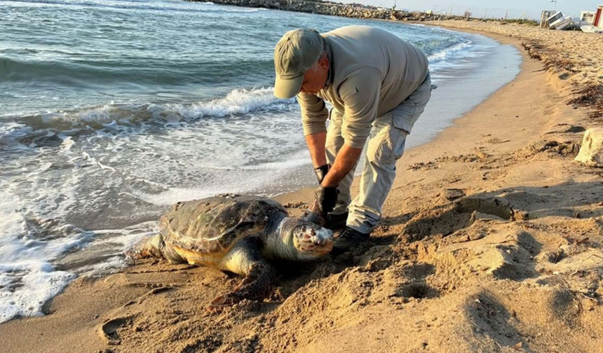 Kuşadası’nda aynı gün 3 deniz kaplumbağası ölü bulundu