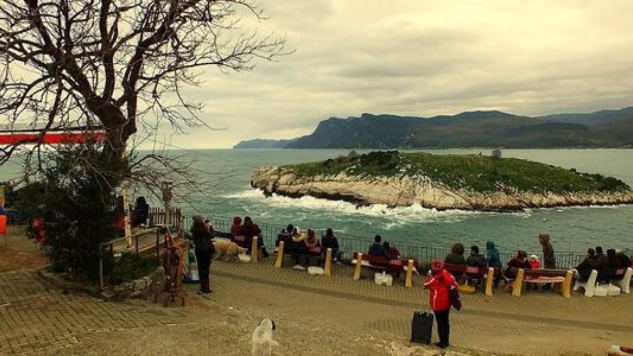 Amasra Ağlayan Ağaç