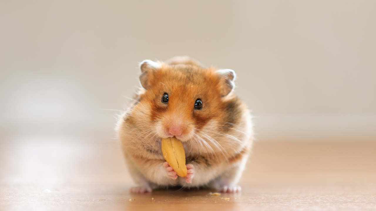 Evde Hamster Beslemek Isteyenler Için 7 Temel Bakım Önerisi (2)
