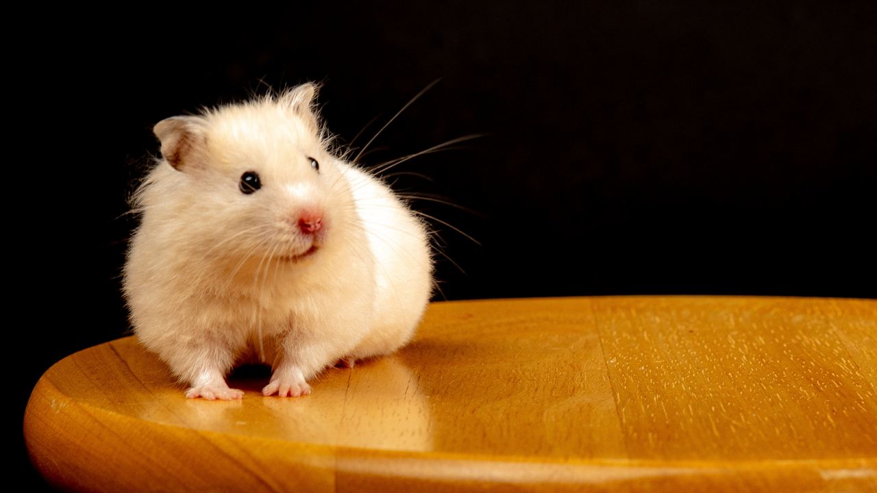 Evde Hamster Beslemek Isteyenler Için 7 Temel Bakım Önerisi (3)