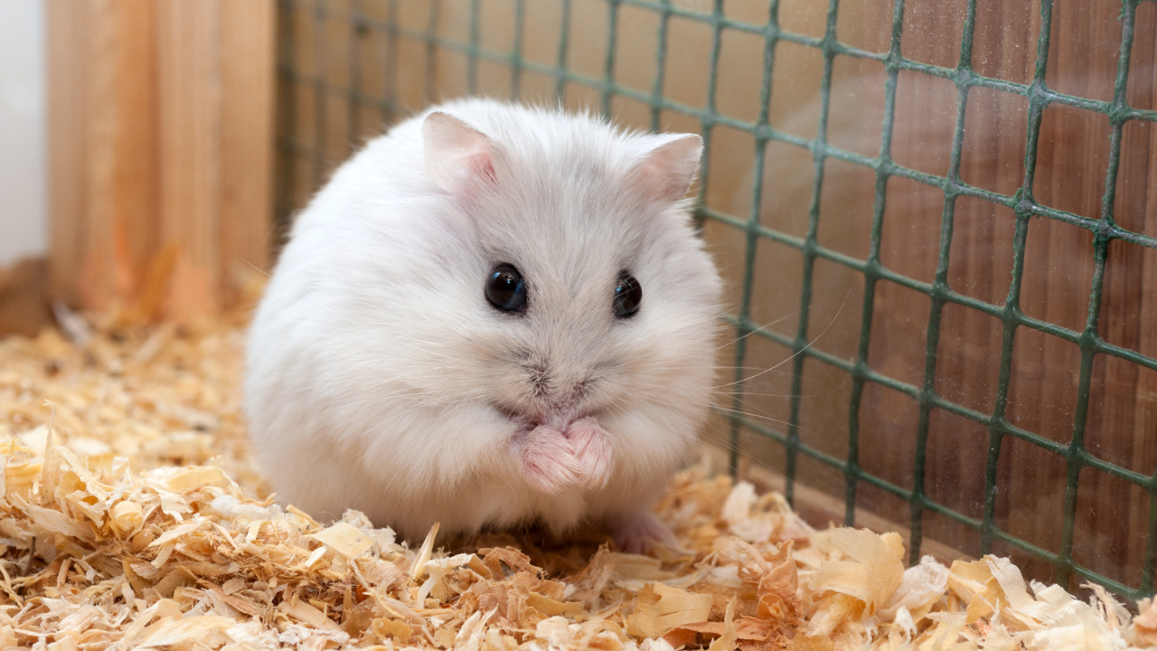Evde Hamster Beslemek Isteyenler Için 7 Temel Bakım Önerisi (5)