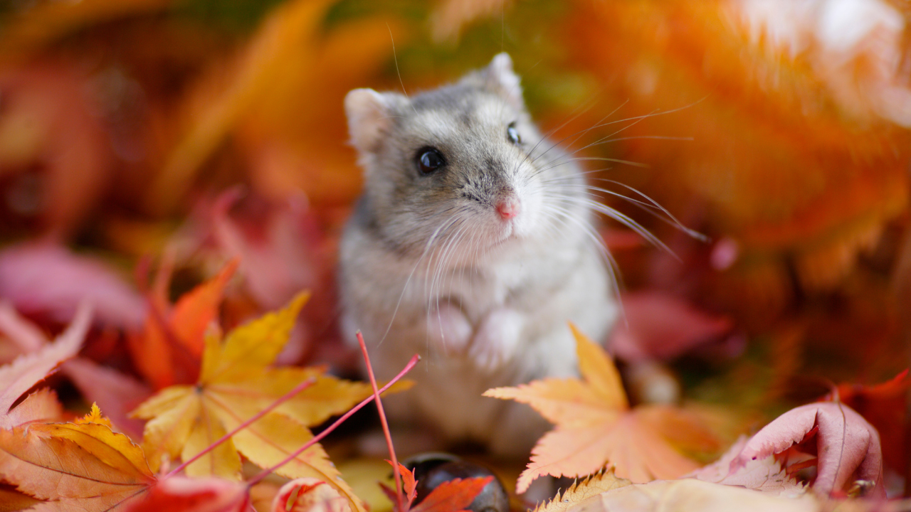 Evde Hamster Beslemek Isteyenler Için 7 Temel Bakım Önerisi (6)