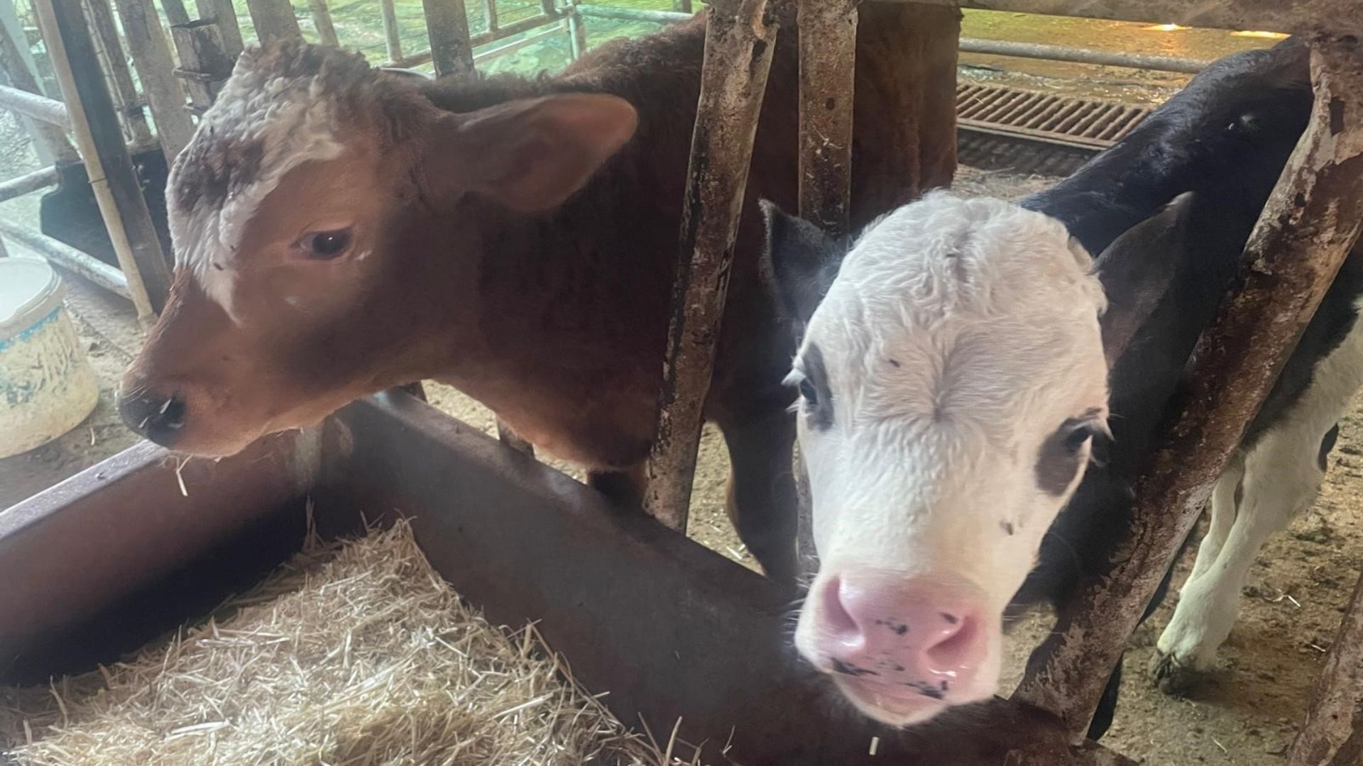 Usda Raporu Türkiye’de Her Yıl 400–500 Bin Buzağı Kaybı Yaşanıyor (1)